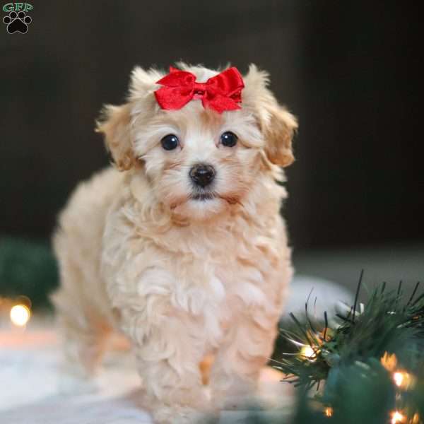 Reese, Havapoo Puppy